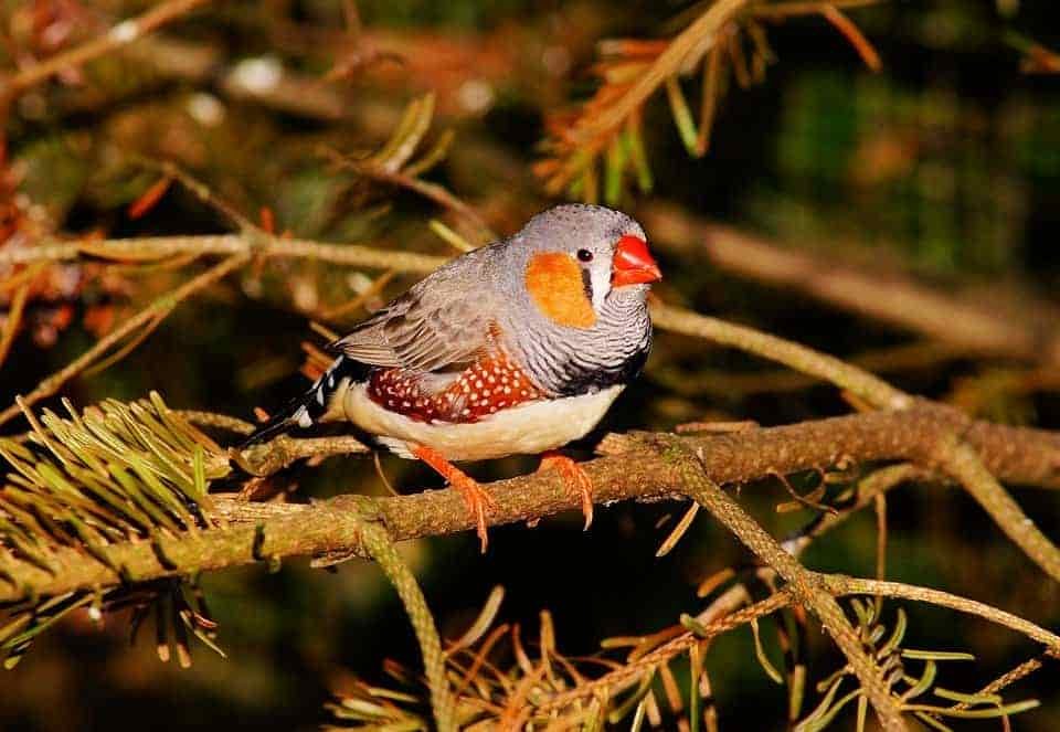Burris Signature HD Review Bird Spotting