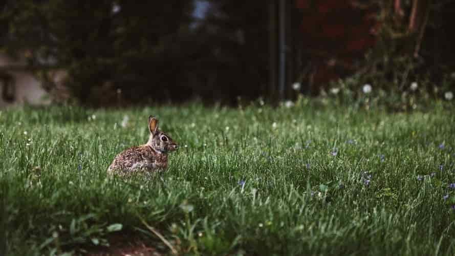 adult rabbit in tall grass