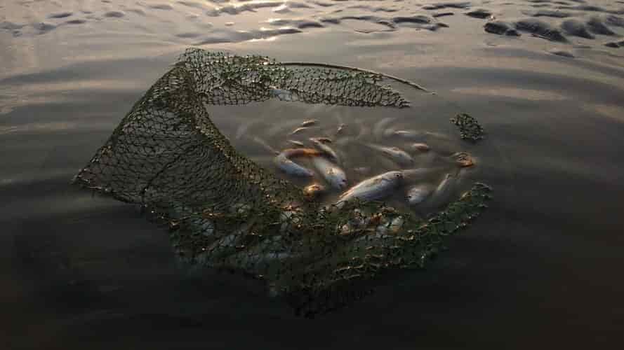 net basket of small fish