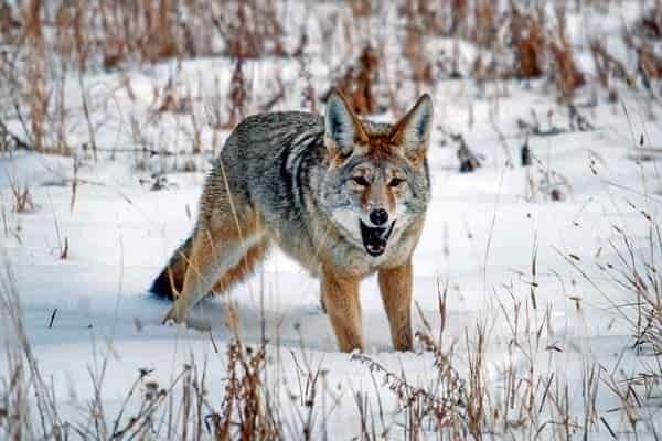 Coyote in the snow looking at prey