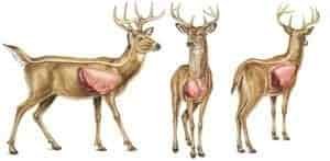 deer shot