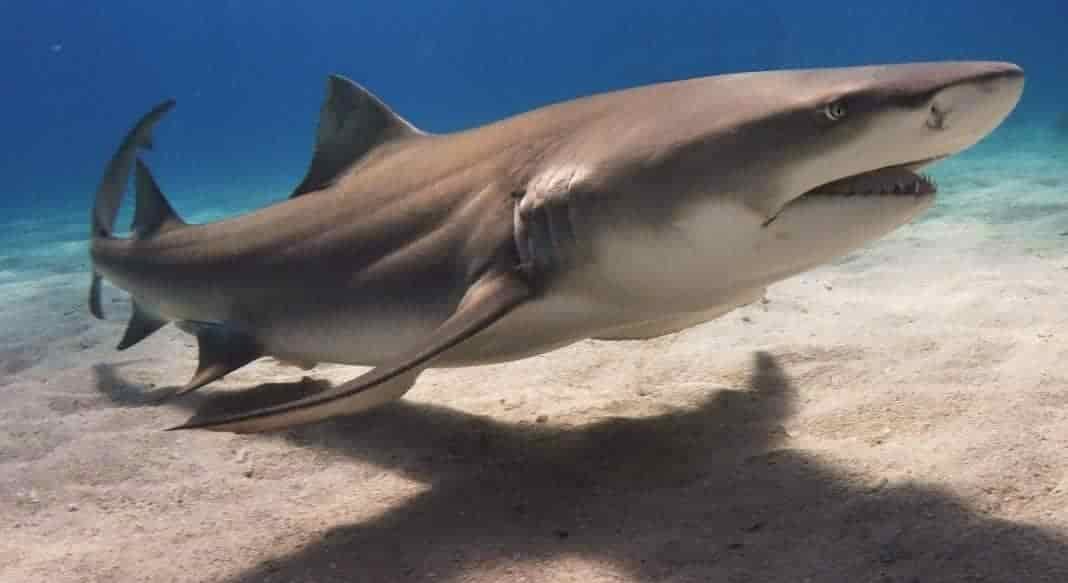 shark liikung for dinner at the bottom of clear and sandy sea