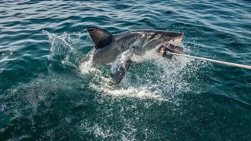 Shark Rigs for Surf Fishing That Won't Fail