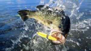 5 Best Weedless Bass Lures - Fantastically Effective