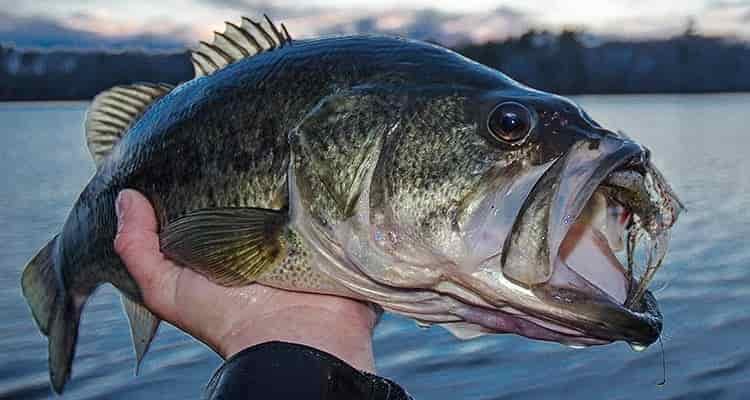 bass fishing