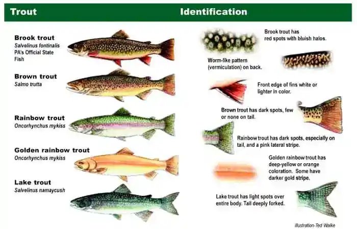 id trout