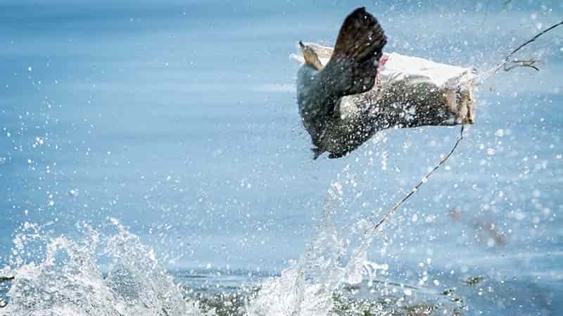 jumping bass