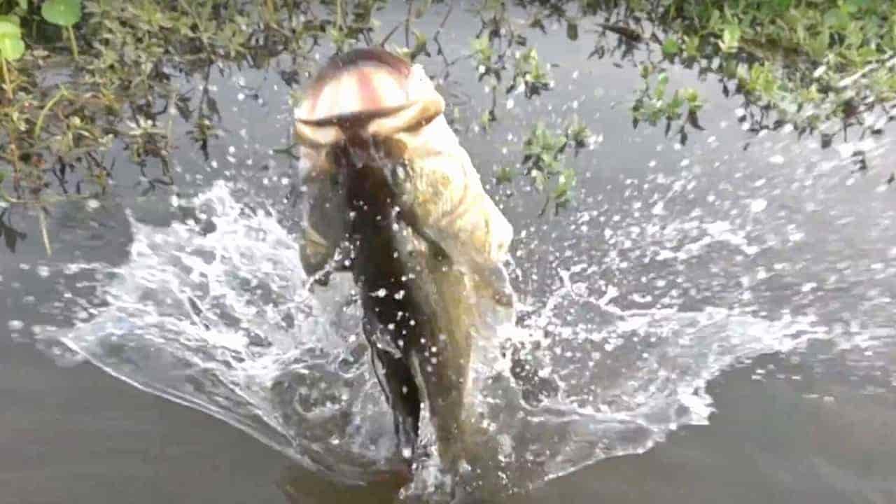 jumping bass because of hooked worm