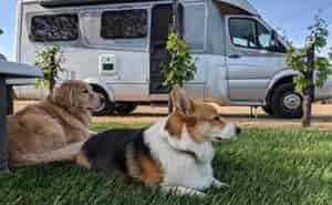 2 older dogs lying beside rv