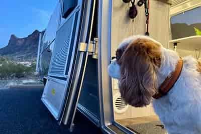 dog looking out rv door for family