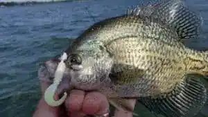 How Deep Should You Fish For Crappie?