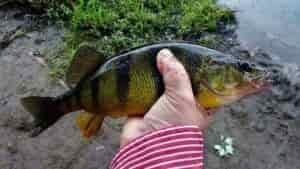 Best Bait For Yellow Perch: Live And Artificial