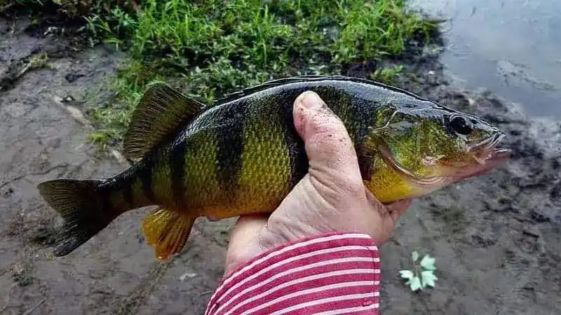 Best Bait For Yellow Perch: Live And Artificial