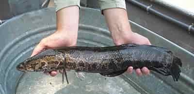 snakehead fish