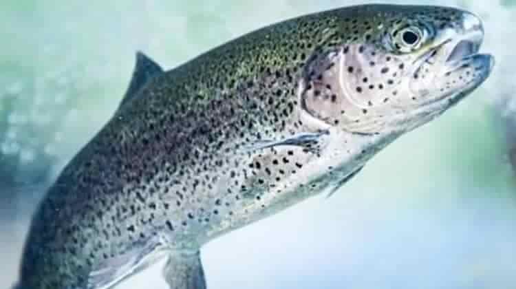 Is Trout Freshwater or Saltwater? Things to Know About Trout Fishing