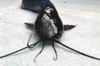 walking catfish