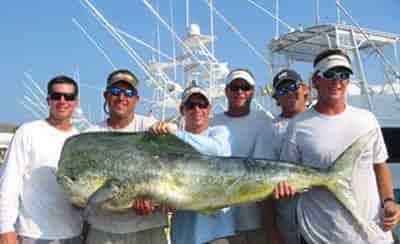 huge Mahi held up for camera by 6 men fish weighs over 125lbs