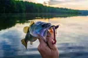 What Are The Best Bass Fishing Lures For Summer
