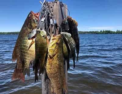 baskit of crappie fish hanging on pole hooked for cleaning