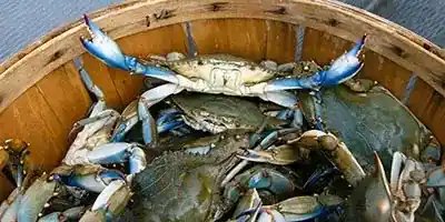 blue crabs laying in wooden bucket claws out