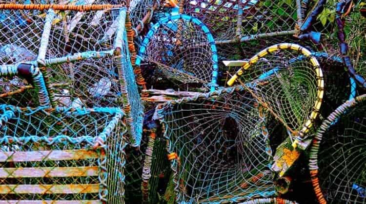 Do I Need A Fishing License To Crab In Louisiana?