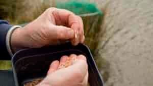 Can I Use Dried Mealworms For Fishing?