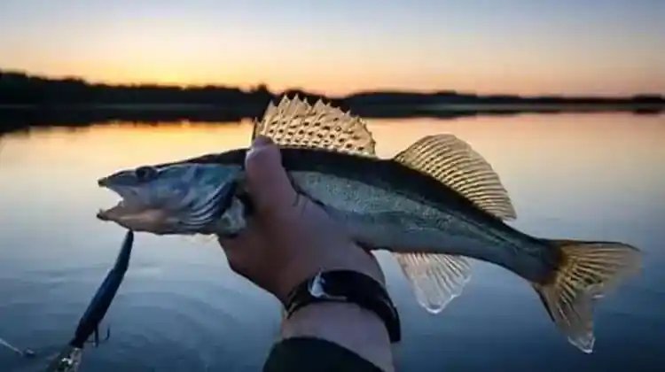 Do Fishing Rods Come With Line?