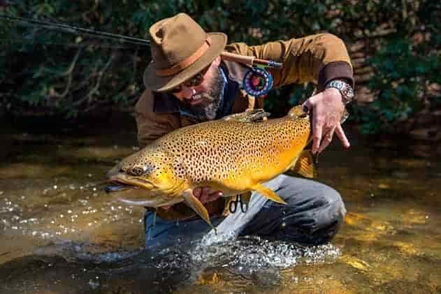 Gigantic trout caught in a small stream in blue ridge georgia
