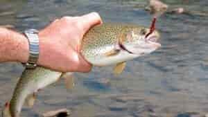 Does NC Sportsman License Cover Trout Fishing?