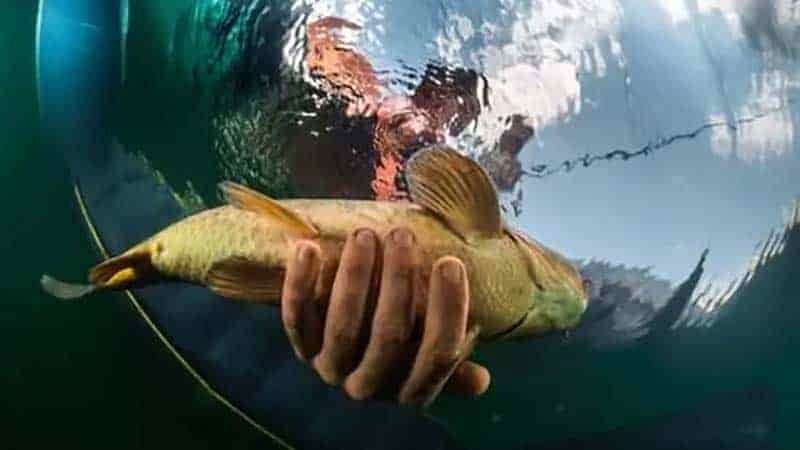 Do You Need A Fishing License To Bowfish In MN?