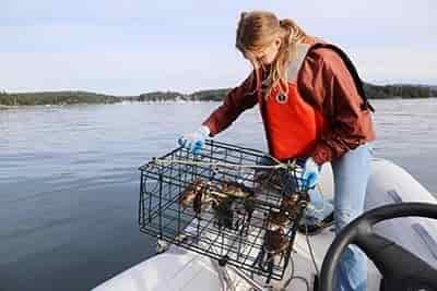 woman wearing life jacket retrieving crab trap that has 5 crabs as she looks amazed