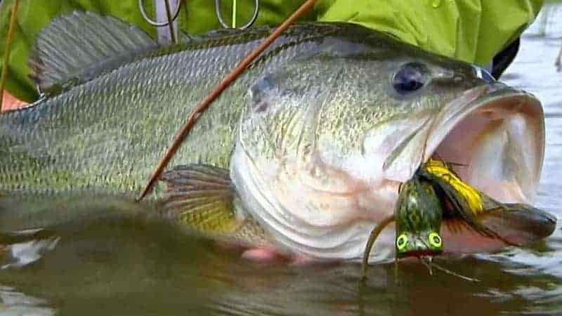 What Is The Best Frog Lures For Bass Fishing?