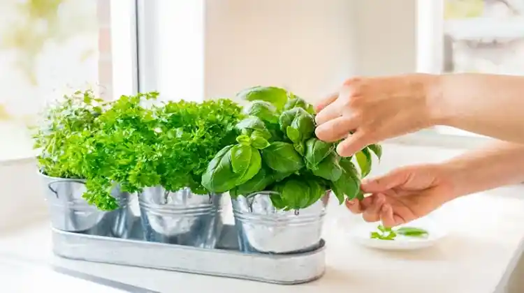 Its Easy Starting an Indoor Garden