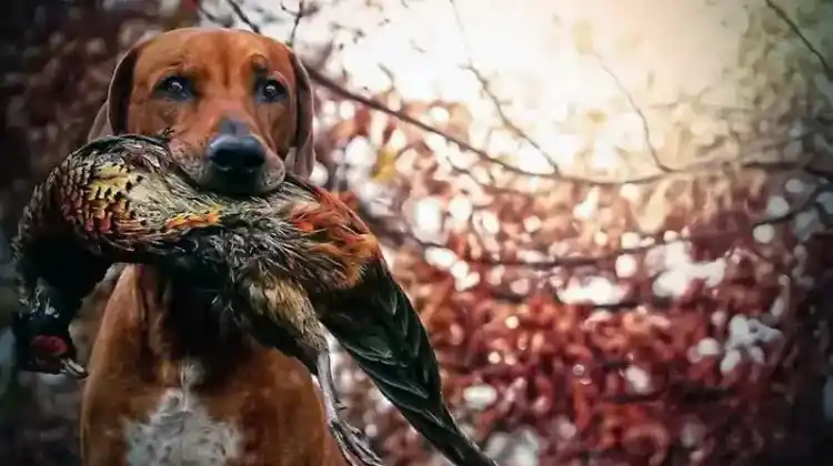 How to Optimize Your Hunting Gear