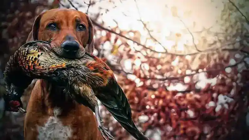How to Optimize Your Hunting Gear