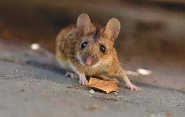 houseboat mouse