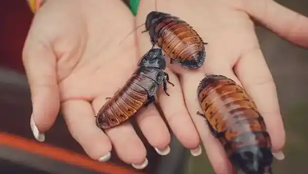 3 huge cockroachs in ladies hands