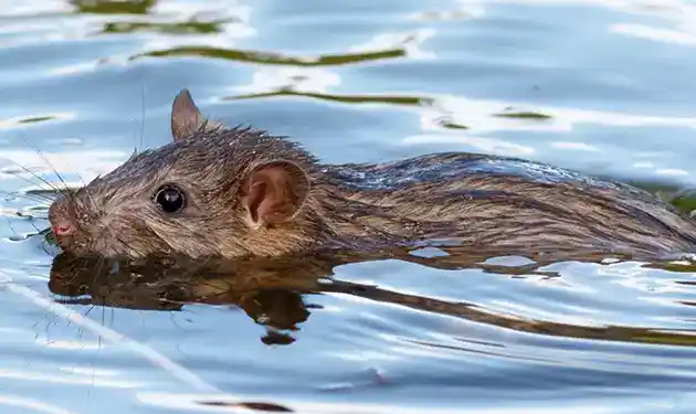 rat swimming