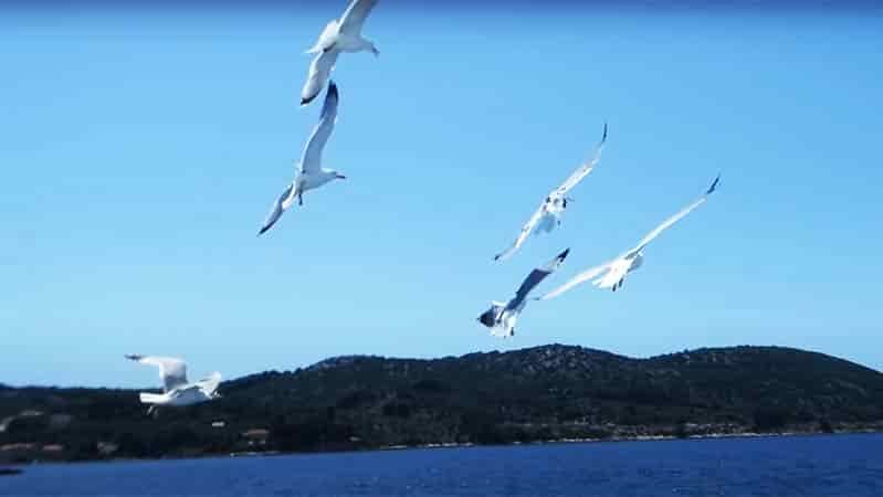 6 Easy Steps To Keep Seagulls Off Your Boat