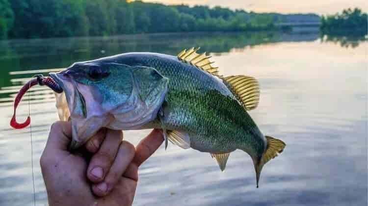 Best Bass Lures For Shore Fishing?