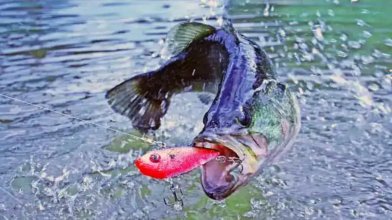 Bass Jumping out of Water: What Does it Mean & Can You Catch Them?