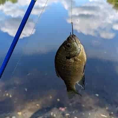 large blue gill fishing in alabama