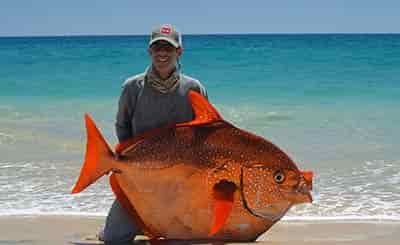 lance peterson big catch angel fish