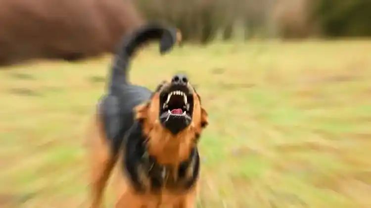 How Do I Protect Myself Against an Aggressive Dog?