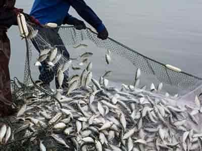 2 men catching sardines in net for fish bait