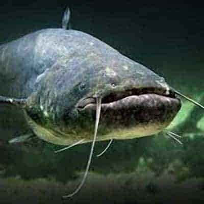 200 lb catfish caught by young angler