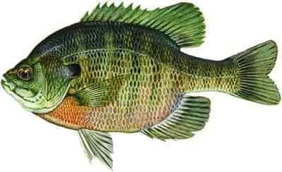 Bluegill fish colorful male