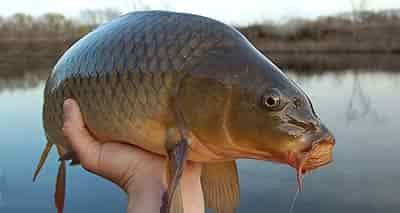 Carp caught in long island 3-4 pounds
