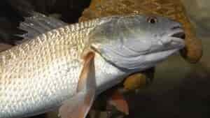 Best Red Drum Baits: Live And Artificial