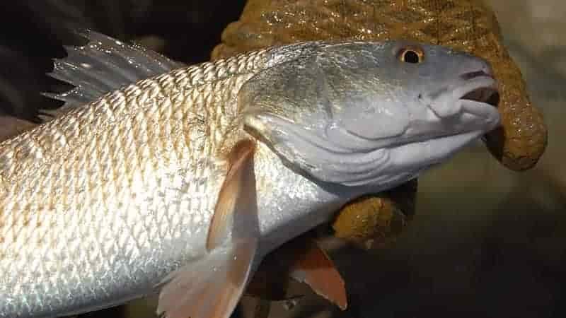 Best Red Drum Baits: Live And Artificial